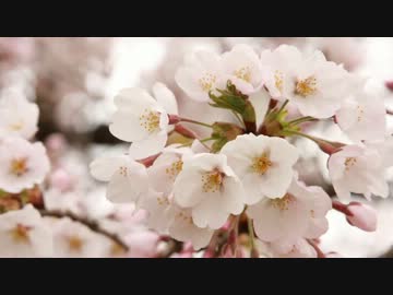 バイクのすすめ　part03～マスツーのすすめ前編～