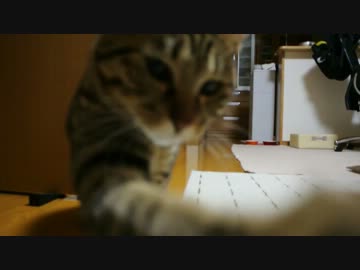 だってネコだもの。