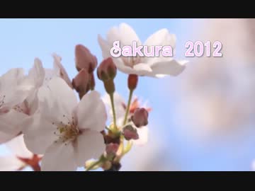 sakura2012