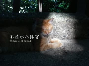 【高画質】古社の風景 ～山城 石清水八幡宮～