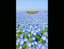 【一眼レフ】2012年　4月の写真【撮ってみた】