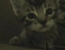 脱獄を図る猫たち