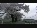 白石川堤一目千本桜2012