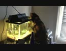 水槽の魚に噛み付かれたネコの災難