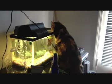 水槽の魚に噛み付かれたネコの災難