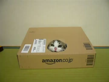amazonから届いたにゃんこ