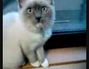 neko.3gp