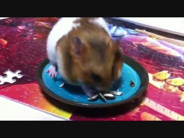 【麦茶】ただ食べてるだけ