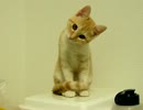 エサをあげたのにまだ欲しい猫　#14