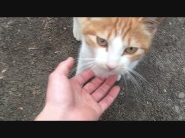 実家の敷地にいた野良猫