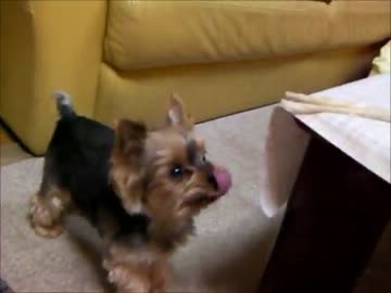 わずか40cm頭上の嗜好品に届かなくてイライラしている犬