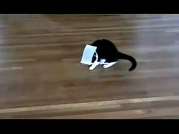 猫にテープ貼ってみた【実験】