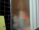 風呂場に侵入する猫。