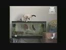 水槽の魚に反撃される猫