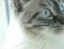 野良猫王子ジャンくんとの距離　４ヶ月半経過