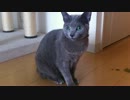 うちの猫が毛玉を吐く瞬間