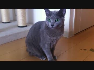 うちの猫が毛玉を吐く瞬間