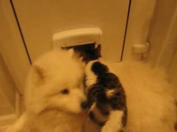 猫は犬の上を通ることにした