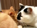 なかよしぬこ兄弟