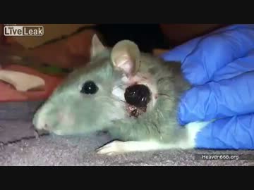 ネズミに寄生したパラサイトをチュポンと抜く動画