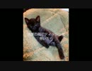 猫マン参上【ワイルドだろぅ？】