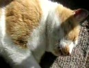 やっぱりカメラが嫌な猫