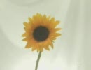 YOU ～向日葵～