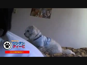 Wantan tv　Gw限定復活SP!1日目　2012年4月29日放送