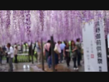 【行興寺】熊野の長藤