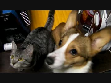てすと　(=゜ω゜)ω゜)