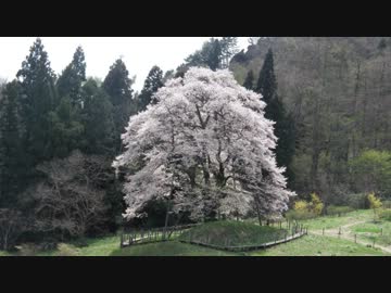 花見に行こう1