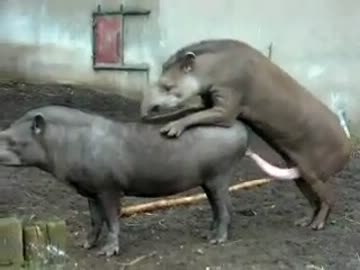 バクの交尾