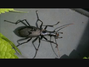 アウトドアをやろう！高尾登山編part2