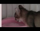 六日目のビビちゃん。。。。その2？