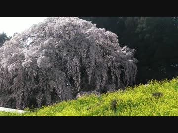 花見に行こう2