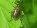 盗撮！町のカワイコちゃん達