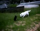 犬「うぉぉ!!スカンクくっせぇぇぇ!!!」