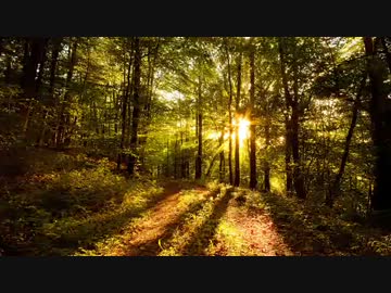 【立体音響】ひぐらしの鳴く声 【高音質】