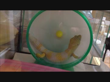 我が家のヒョウモントカゲモドキ その3♪  回し車編