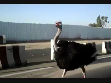 サウジアラビアではダチョウが車道を走る