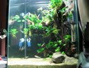 我が家の水槽動画を上げてみた：2012春