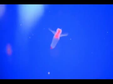 クリオネ・イクオネ