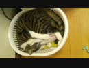 大猫と子猫２　【無差別級レスリング】