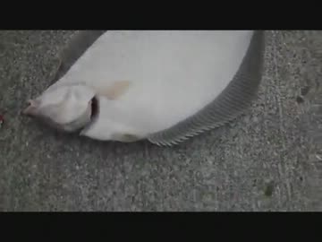 マッタリのんびり、イルカ見ながら魚釣り