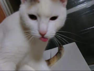 舌をしまい忘れる猫