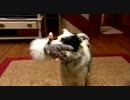 賢くてスマートな犬