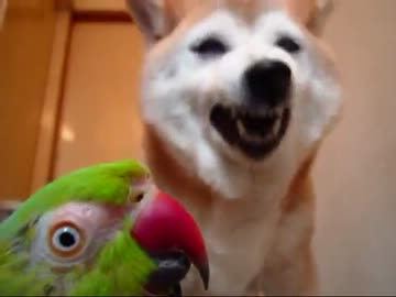 うっとりょうとボロボローズ（１２年５月６日）