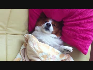 ソファーで普通にくつろぐ犬（コーギー）