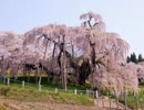 【福島応援】滝桜前線～three springs～【ろっくしま】