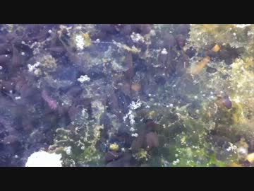 家の近くの森のおたまじゃくし2012